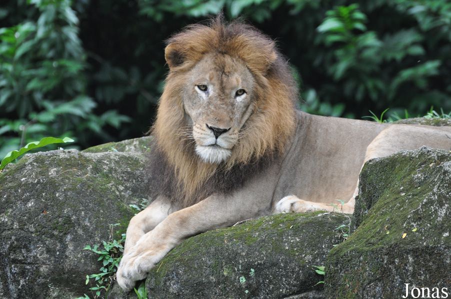 Panthera leo nubica