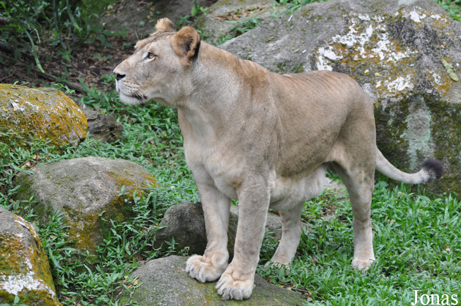 Panthera leo nubica