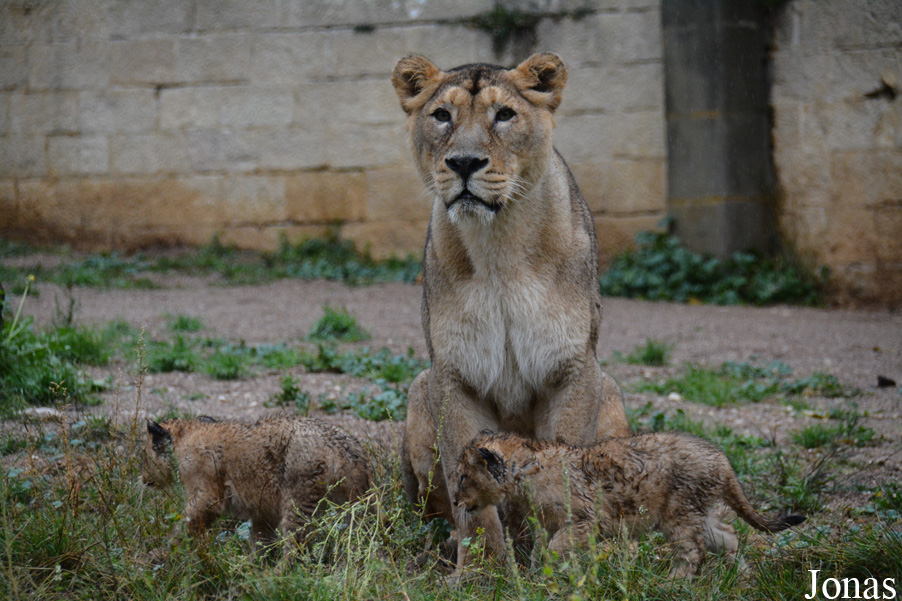 Panthera leo persica