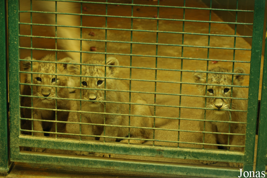 Panthera leo persica