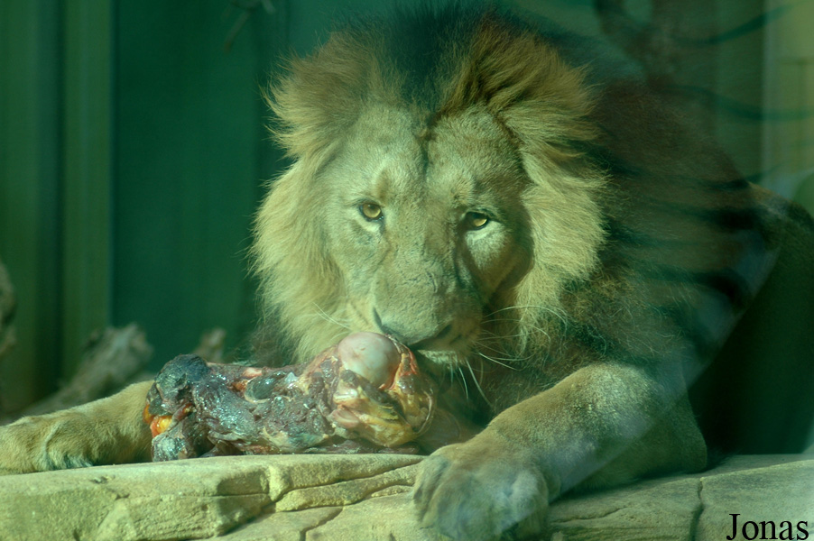 Panthera leo persica