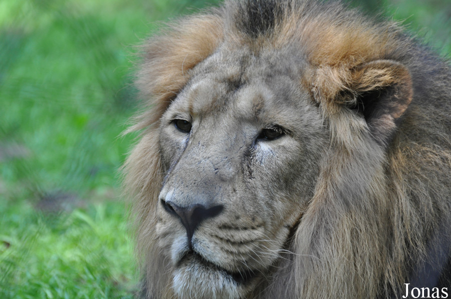 Panthera leo persica