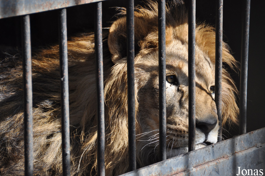 Panthera leo roosevelti