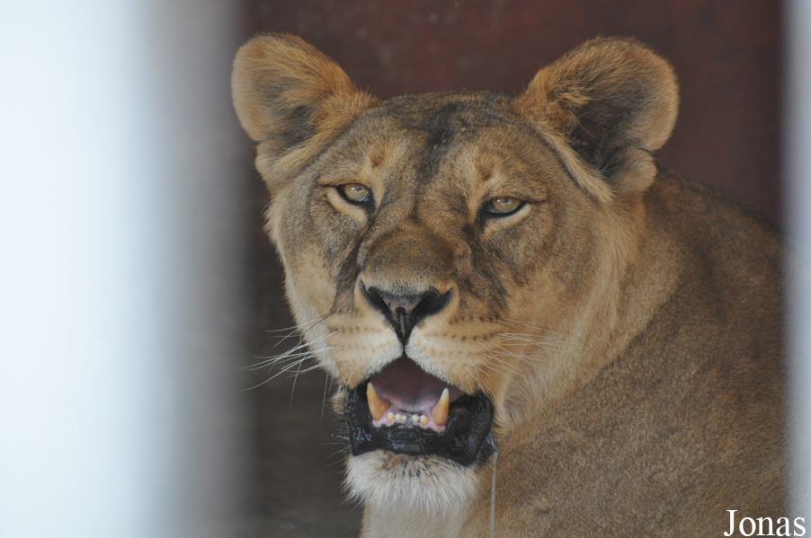 Panthera leo roosevelti