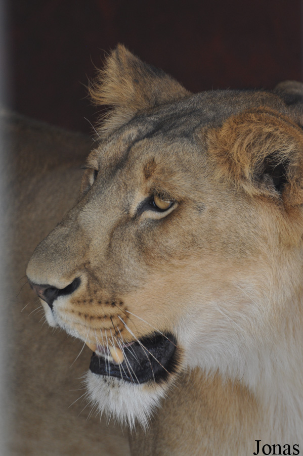 Panthera leo roosevelti
