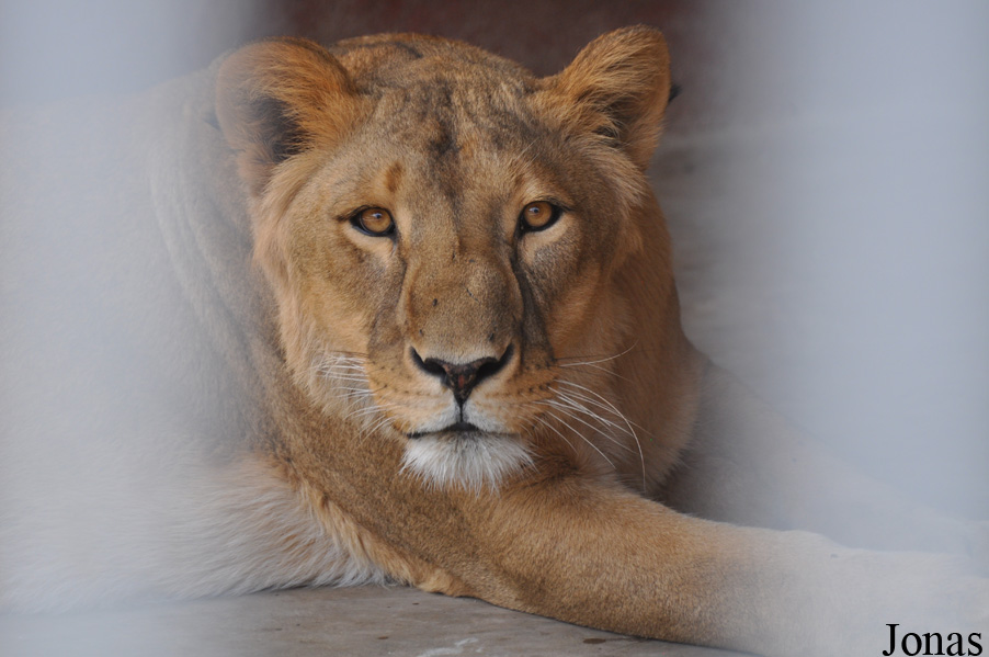 Panthera leo roosevelti