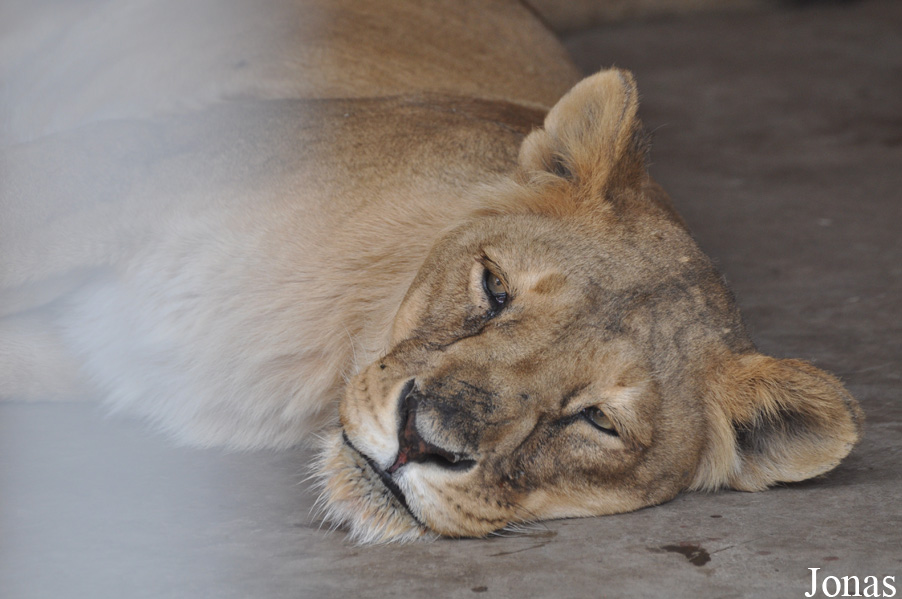 Panthera leo roosevelti