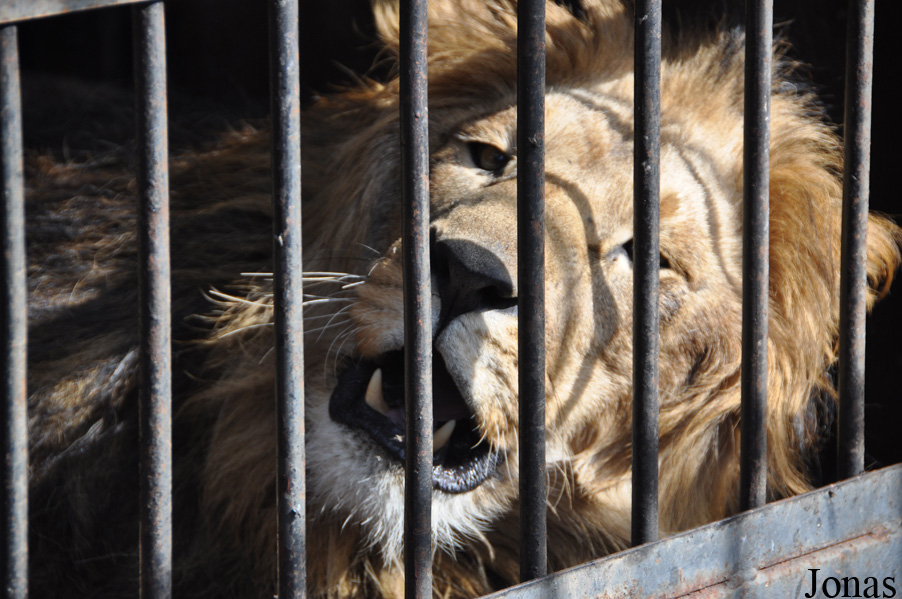 Panthera leo roosevelti