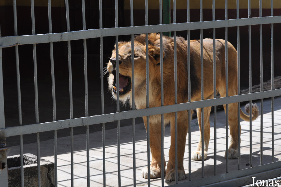 Panthera leo roosevelti