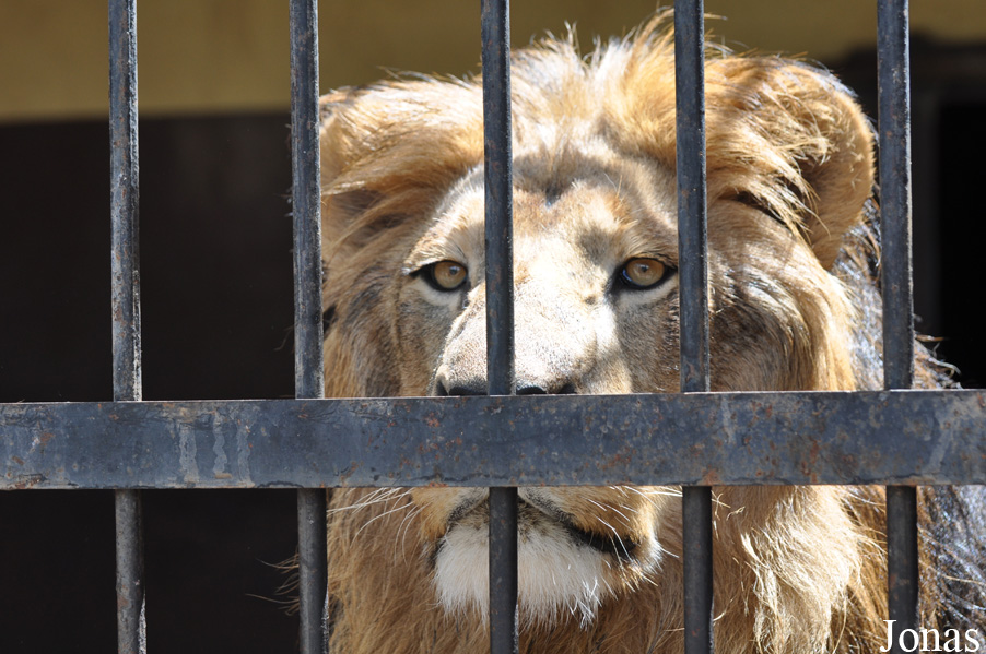 Panthera leo roosevelti