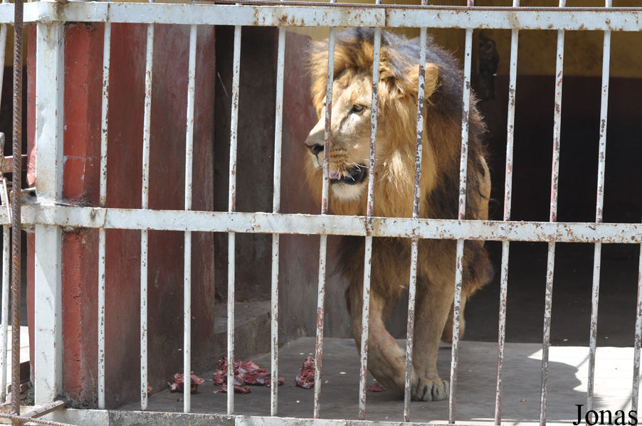 Panthera leo roosevelti