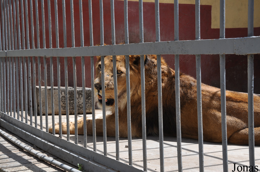 Panthera leo roosevelti