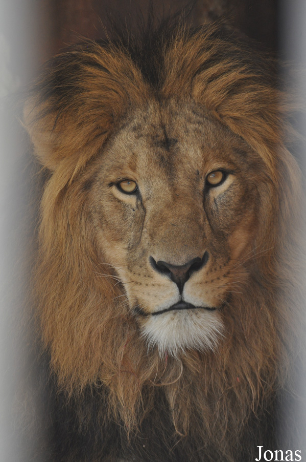 Panthera leo roosevelti