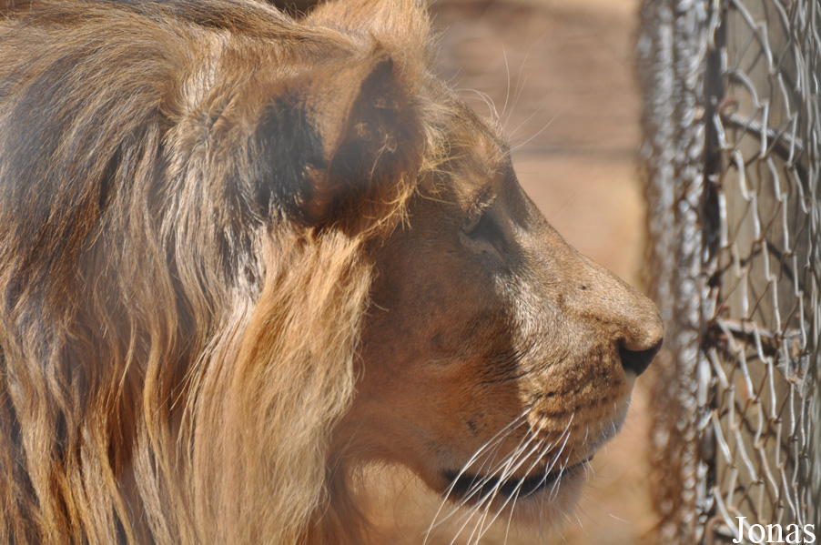 Panthera leo roosevelti