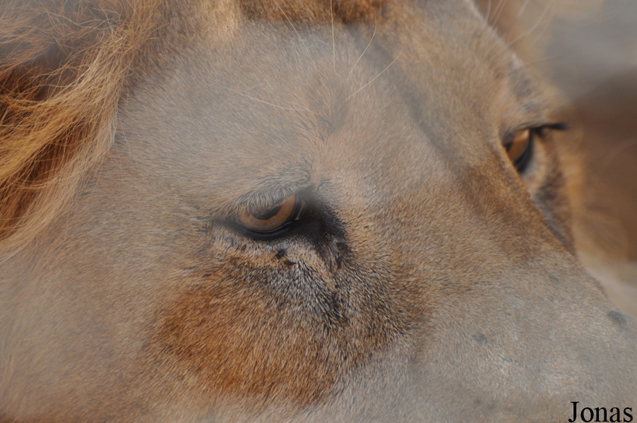 Panthera leo roosevelti