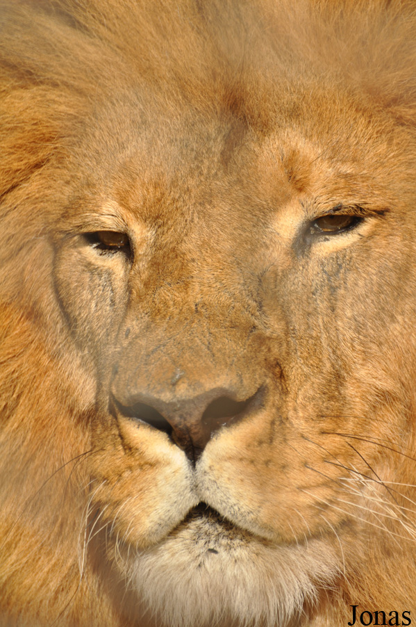 Panthera leo roosevelti