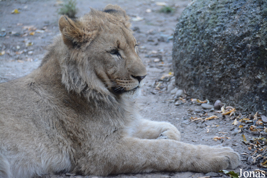 Panthera leo vernayi