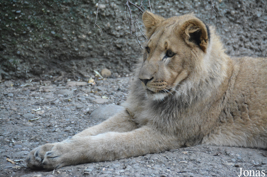 Panthera leo vernayi