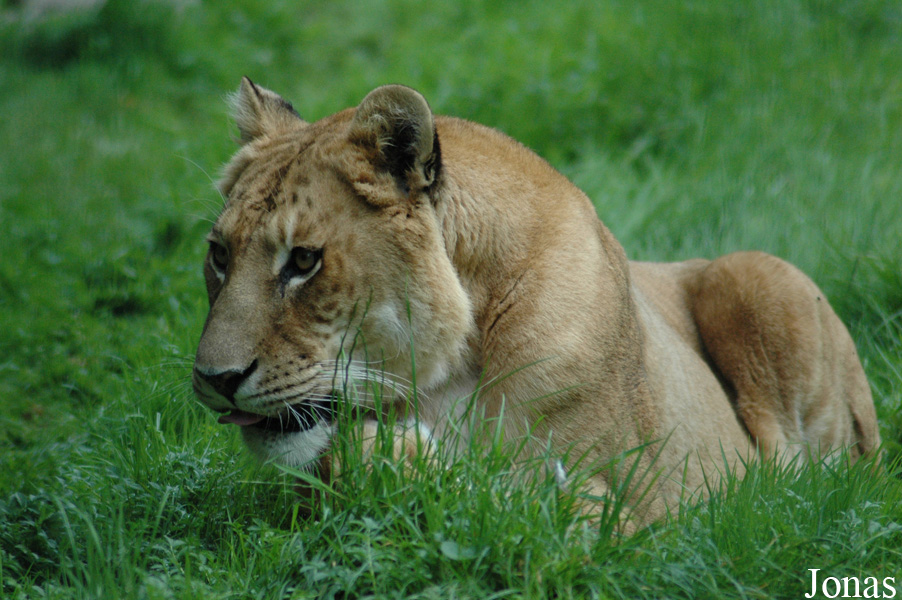 Panthera leo x tigris