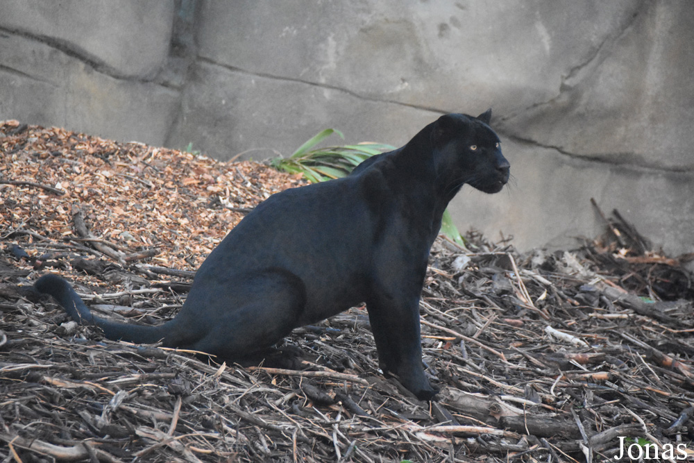Panthera onca