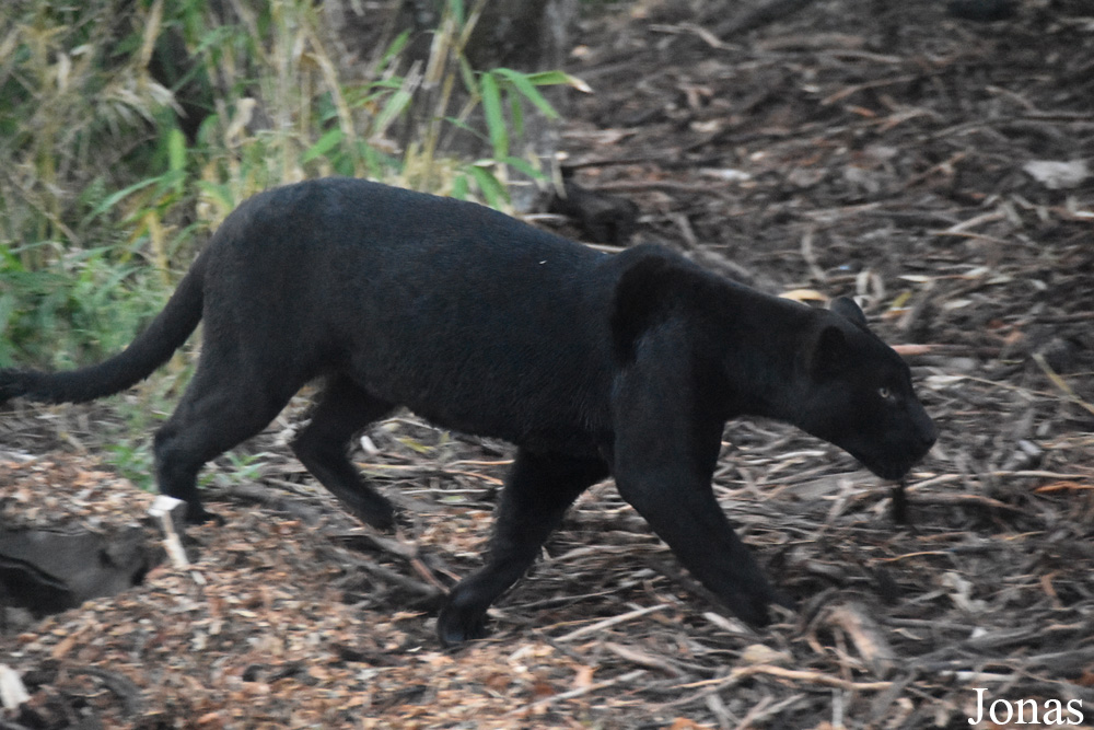 Panthera onca