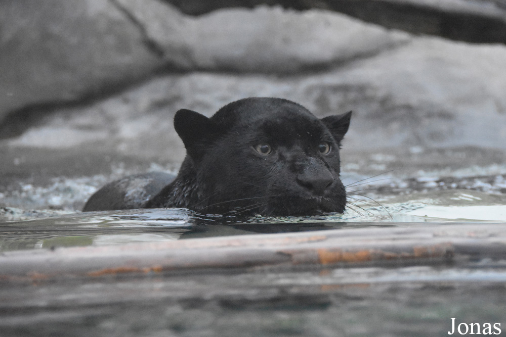 Panthera onca