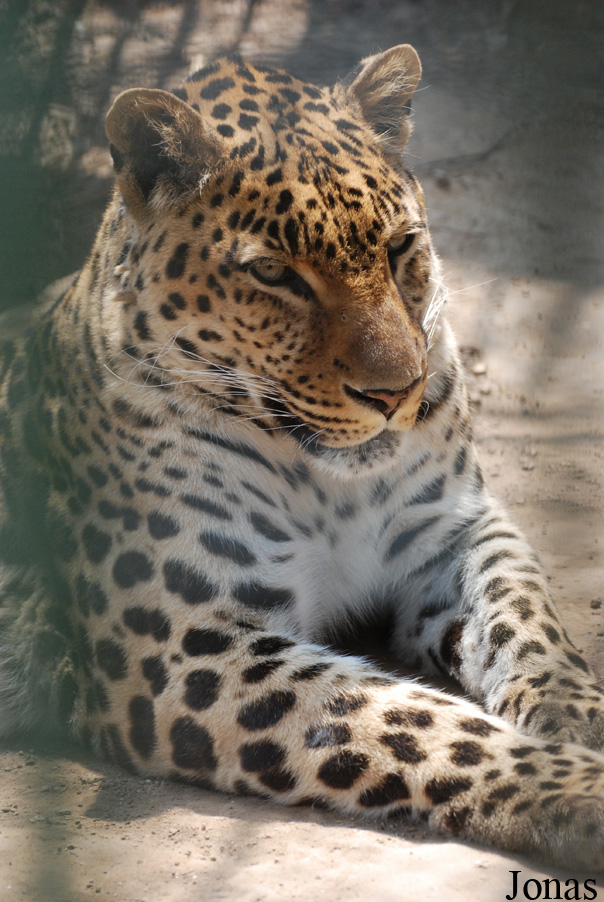 Panthera pardus