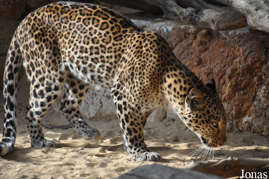 Panthera pardus