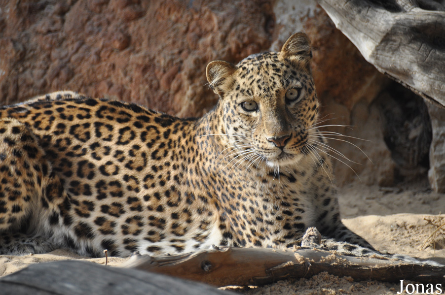 Panthera pardus