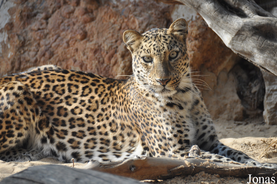 Panthera pardus