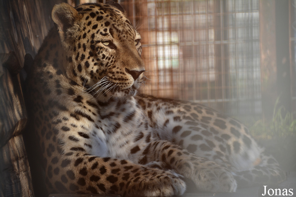 Panthera pardus