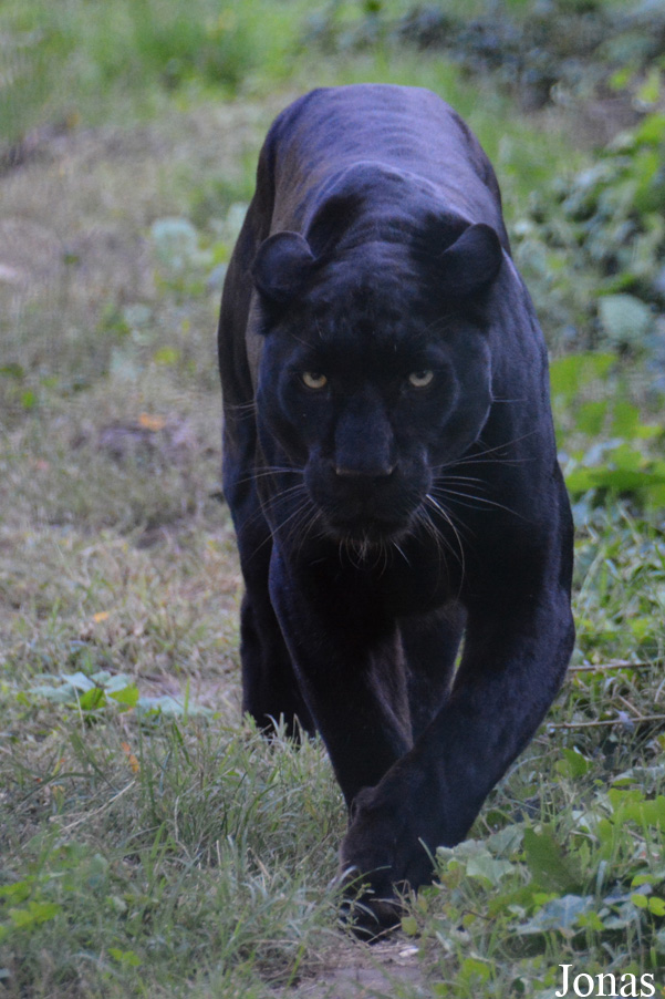 Panthera pardus
