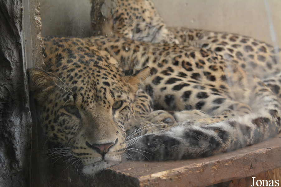 Panthera pardus