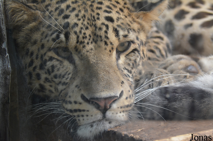 Panthera pardus