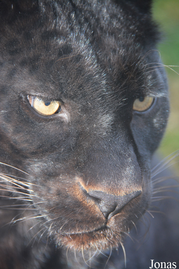 Panthera pardus