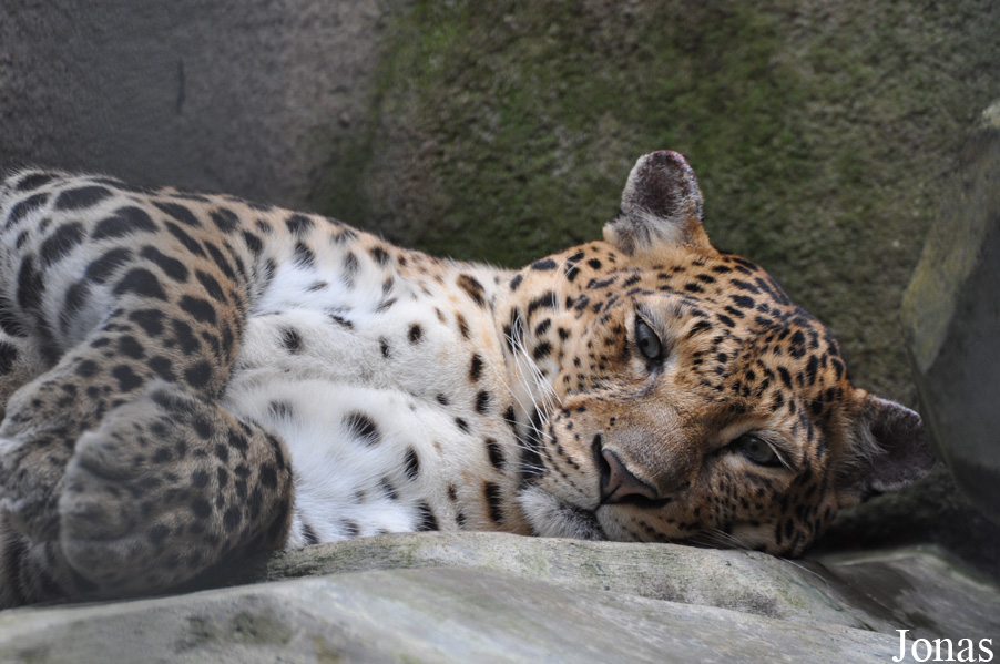 Panthera pardus delacouri