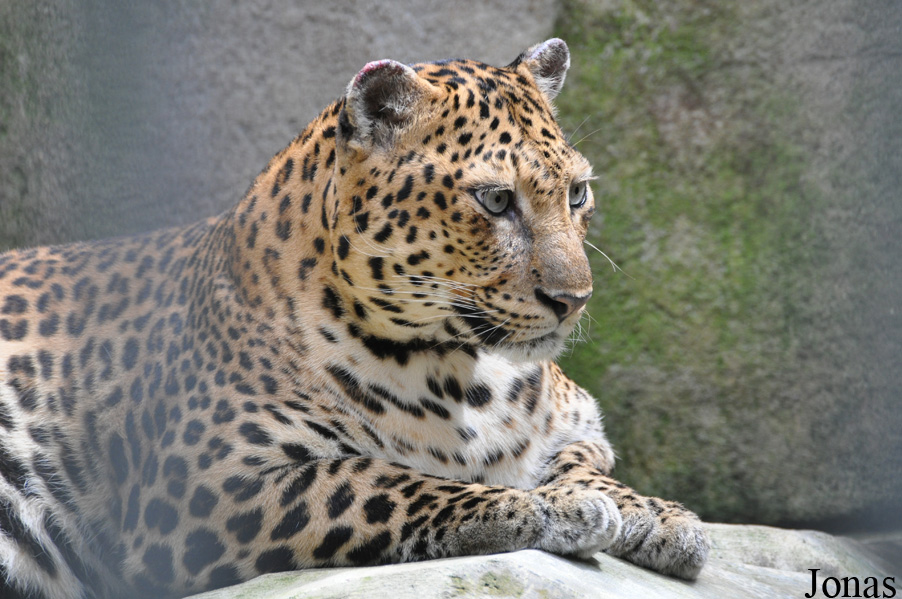 Panthera pardus delacouri