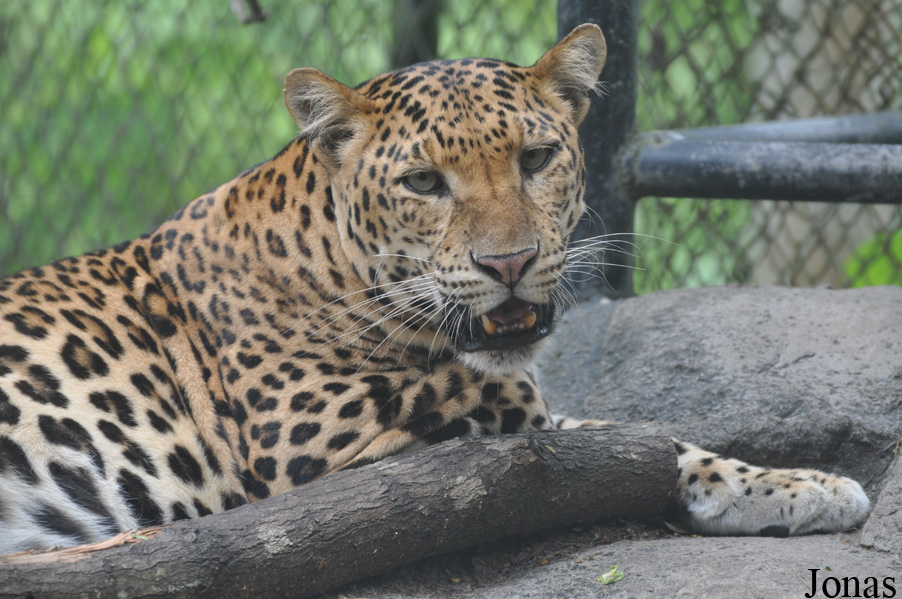 Panthera pardus delacouri