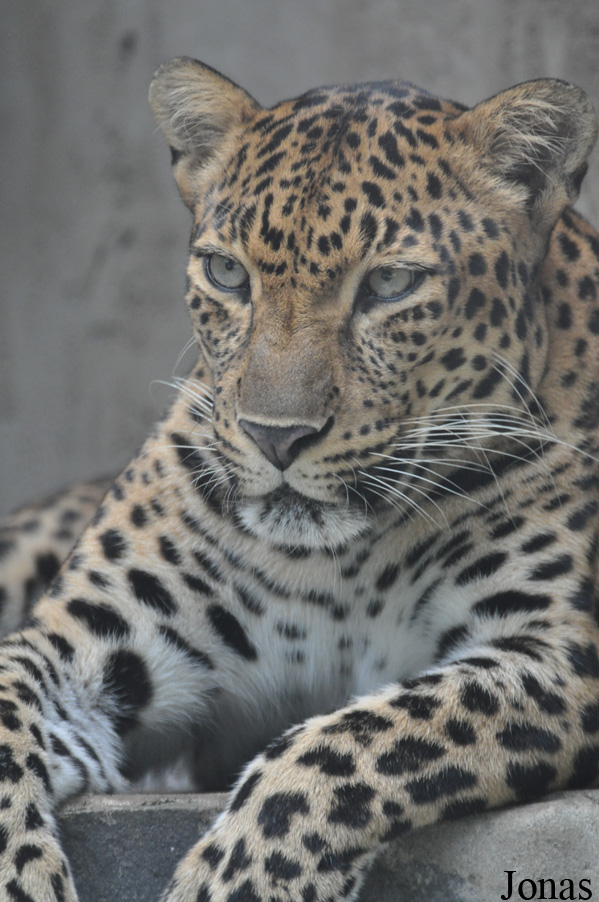 Panthera pardus delacouri