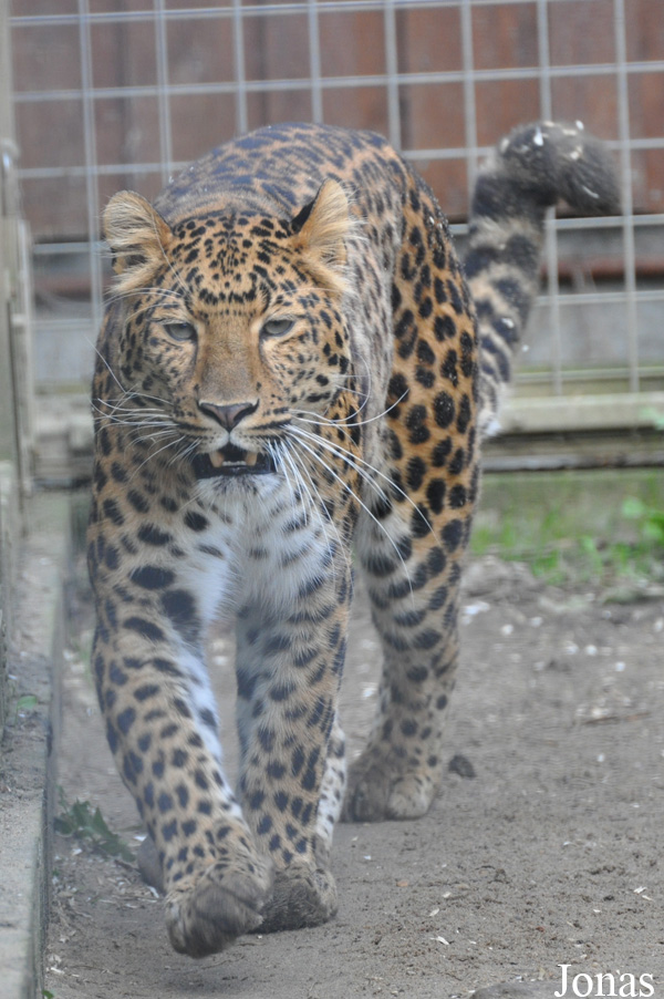 Panthera pardus japonensis