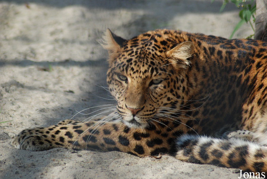 Panthera pardus japonensis