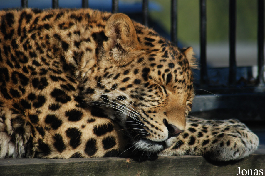 Panthera pardus japonensis