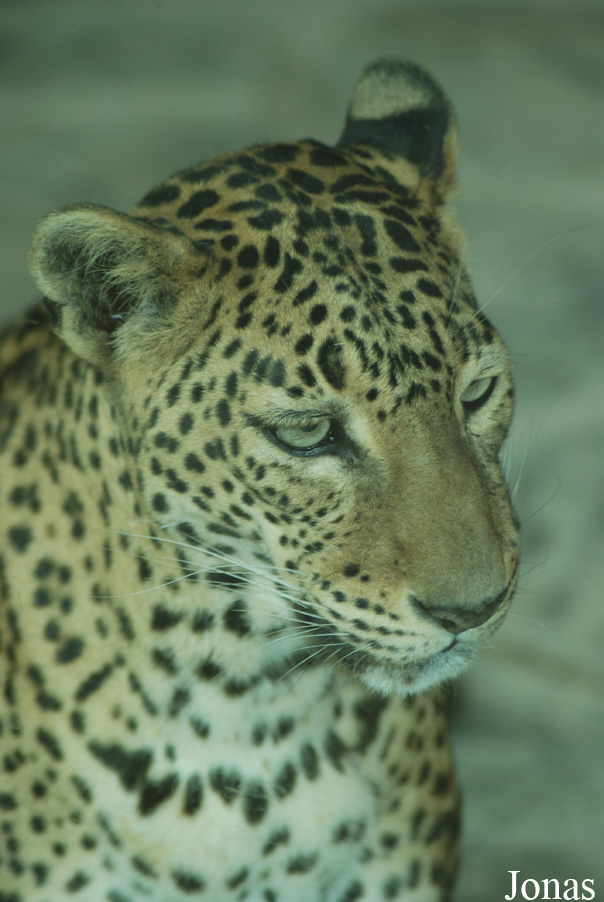 Panthera pardus kotiya
