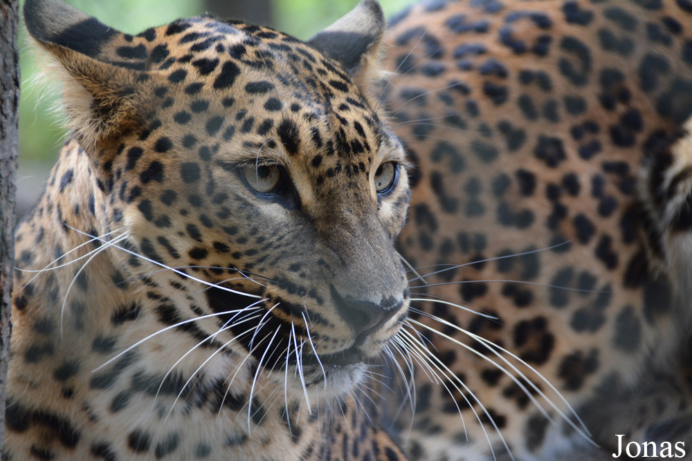 Panthera pardus kotiya