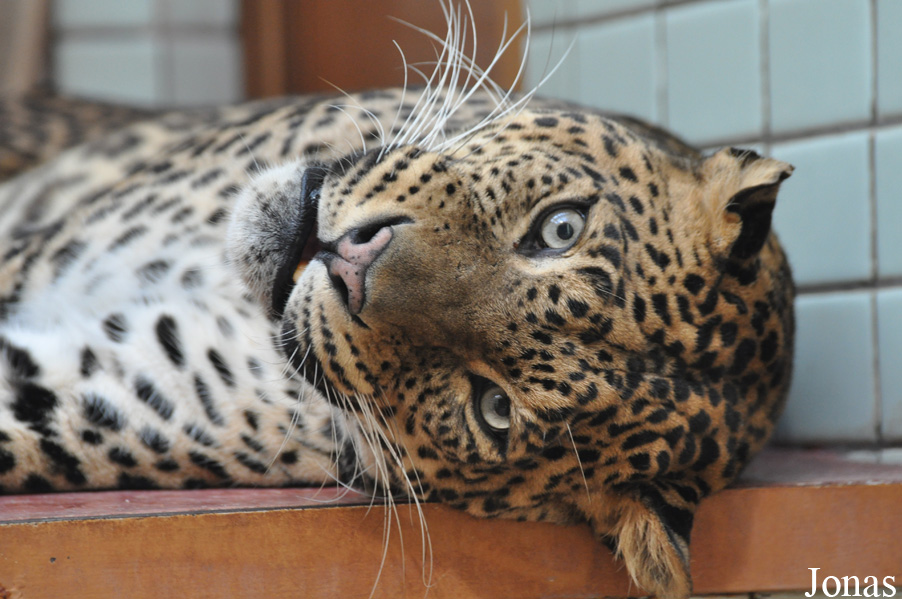 Panthera pardus kotiya