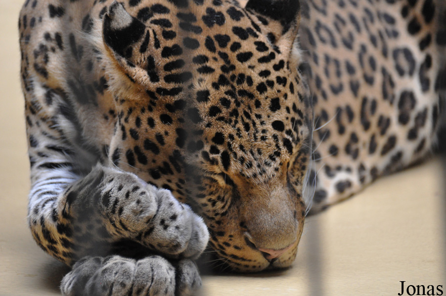 Panthera pardus melas