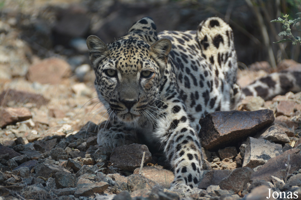Panthera pardus nimr
