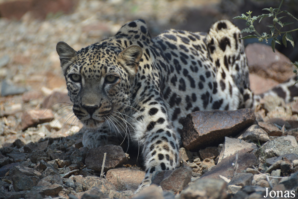 Panthera pardus nimr