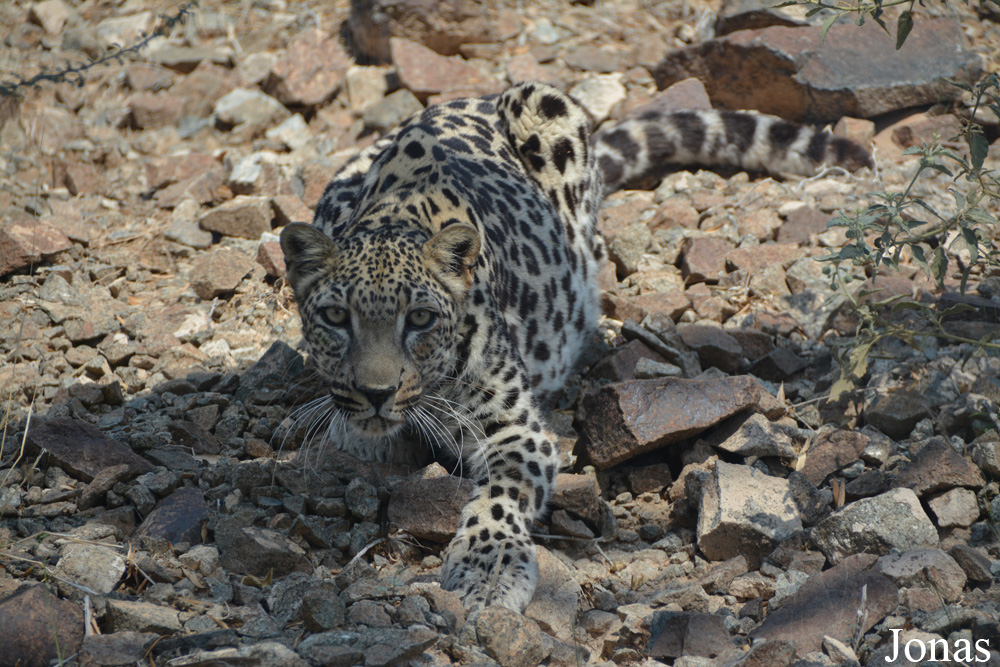 Panthera pardus nimr