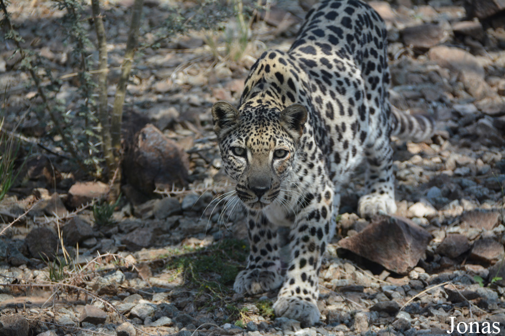 Panthera pardus nimr